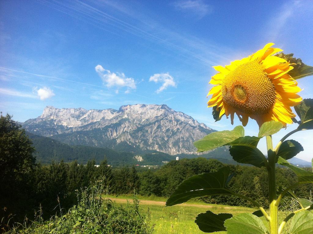 Pension David Otel Puch bei Hallein Dış mekan fotoğraf