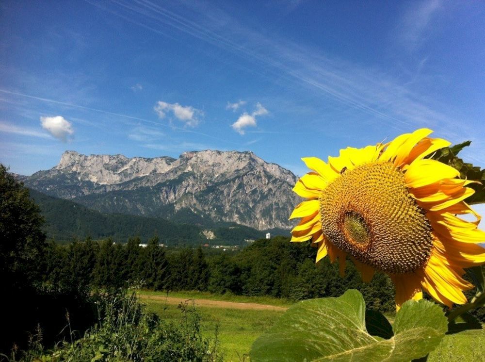 Pension David Otel Puch bei Hallein Dış mekan fotoğraf